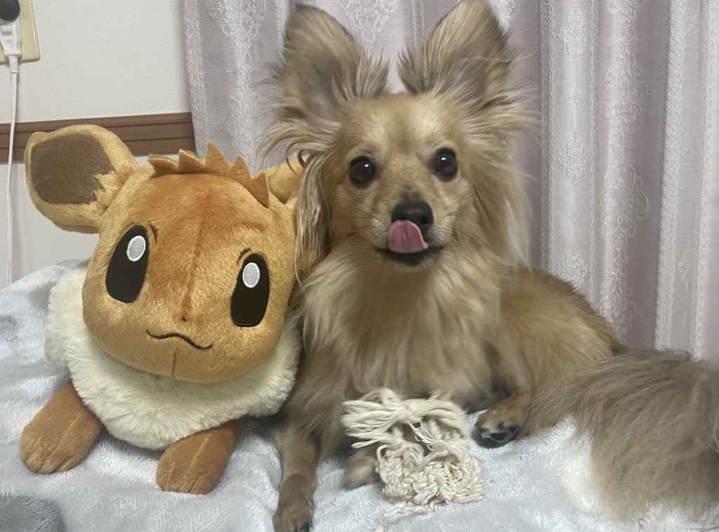愛犬らんまる